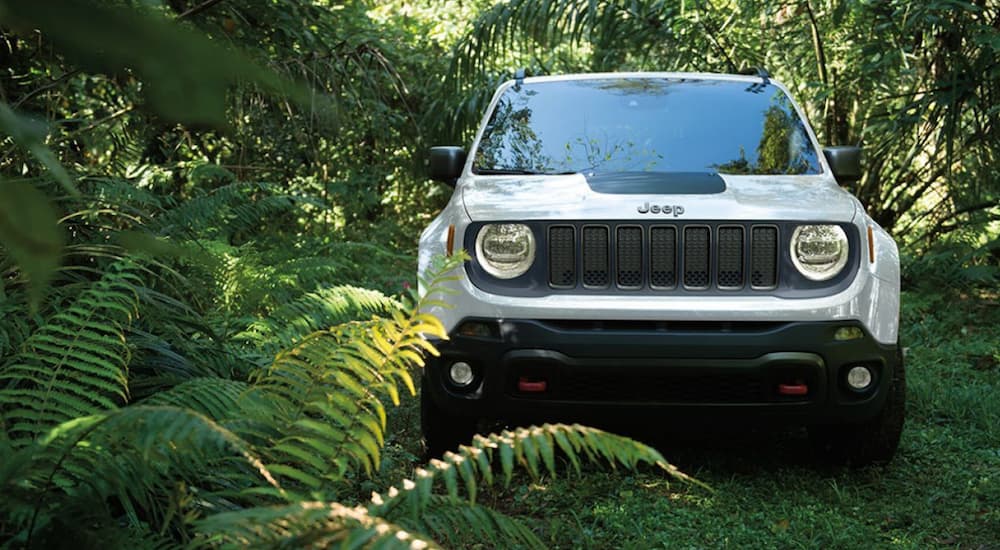 A front look at a white 2019 Jeep Wrangler, popular among Jeeps for sale, is off-road in the woods.