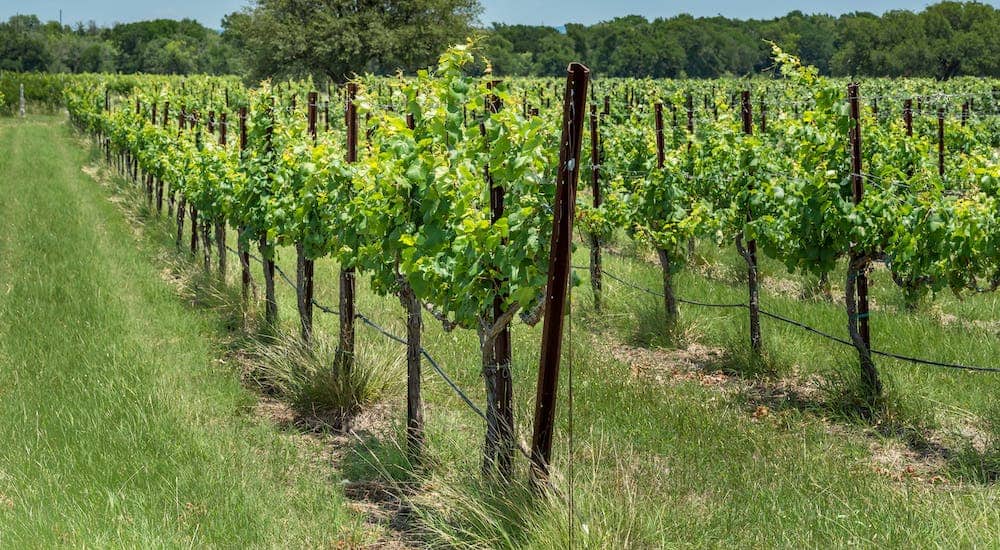 Grape plants are in rows on a Texas vineyard.