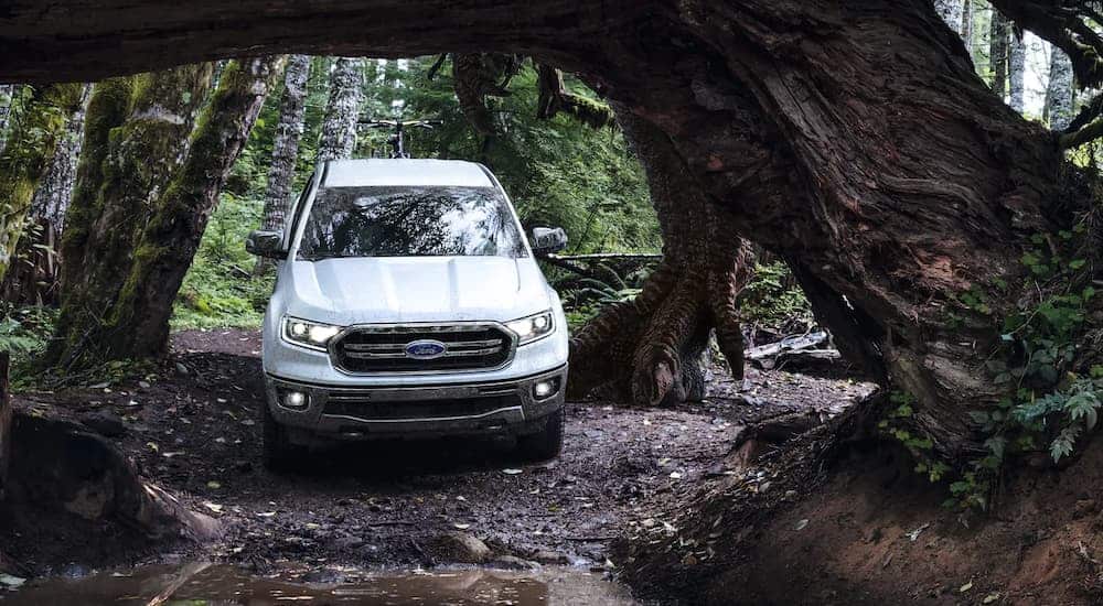 A white 2021 Ford Ranger Lariat is driving under a large tree after winning the 2021 Ford Ranger vs 2021 Chevy Colorado comparison.