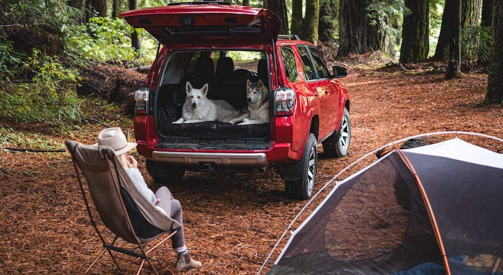 Two dogs sit in the open lift gate of a red 2021 Toyota 4Runner at a camp site.  