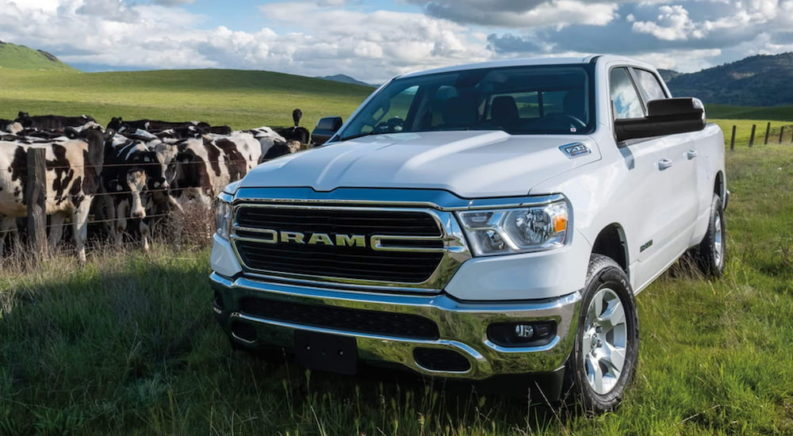 A white 2021 RAM 1500 is parked in a grass field with cows after leaving the used Ram dealership.