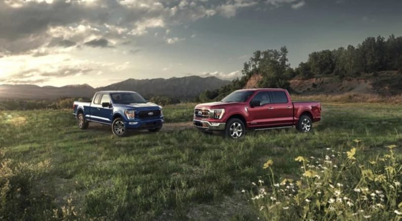 A red and blue Ford F-150 are parked in a grassy field after winning a 2021 Ford F-150 vs 2021 Chevy Silverado 1500 comparison.