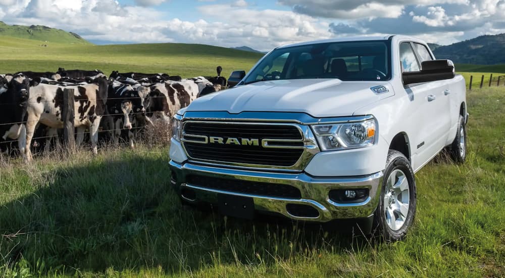 A popular used truck, a white 2021 Ram 1500, is shown parked in a field.