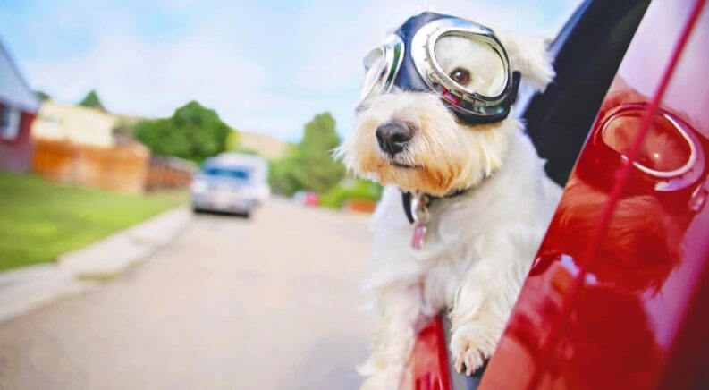 A white dog is shown wearing aviator goggles and driving in a red car.