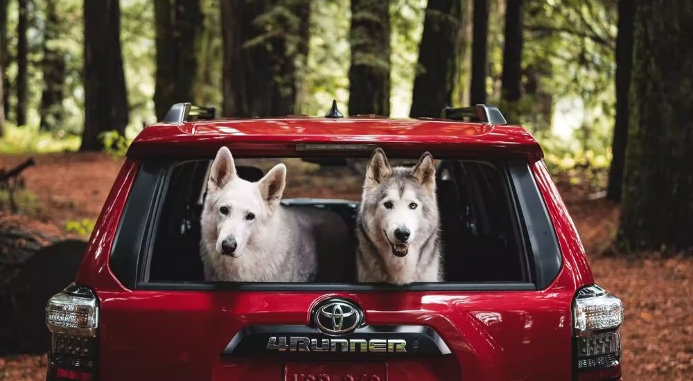 A pair of dogs are shown seated in the hatchback of a red 2023 Toyota 4Runner TRD Off-Road.