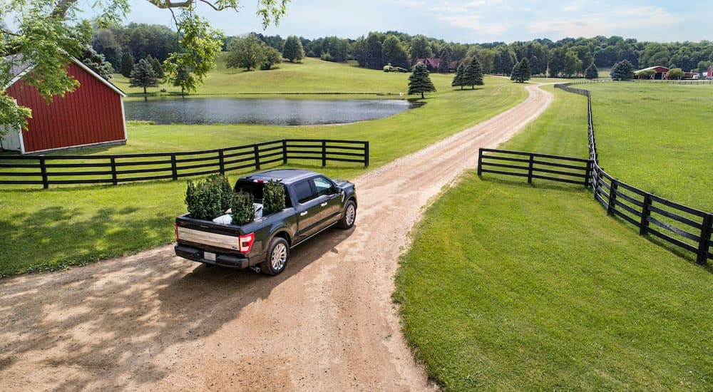 A black 2021 Ford F-150 Hybrid is shown transporting four small trees on a farm road.