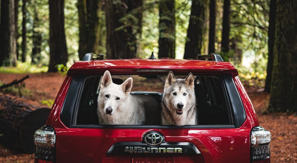 Two dogs are shown in the rear cargo area of a red 2024 Toyota 4Runner.
