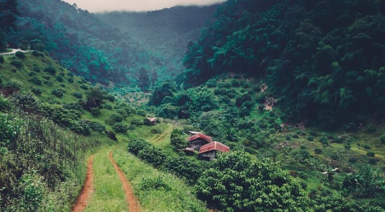 An off-road path is shown near a rainforest.