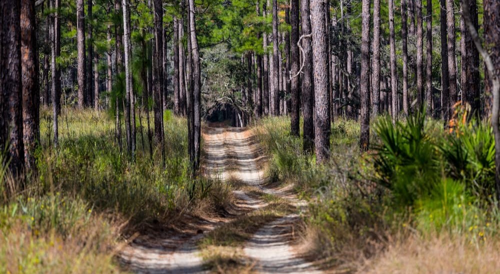 An off-roading path in the Ocala National Forest.